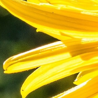 castor oil
