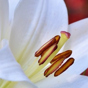 Histamine Intolerance and PCOS